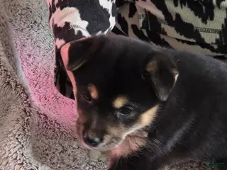 Shiba Inu dogs for sale: Shiba Inu Puppy 1 - Ad 1