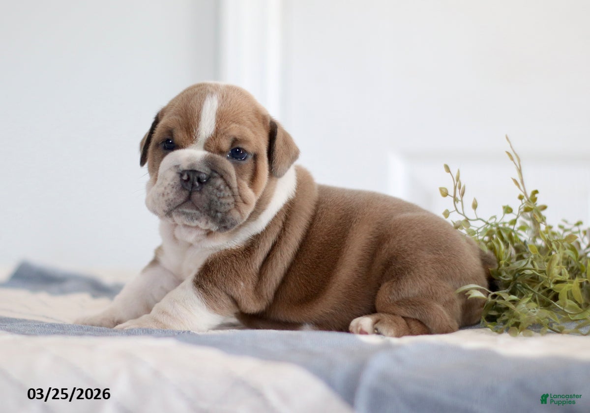 English Bulldog dogs Axel - Ad 2