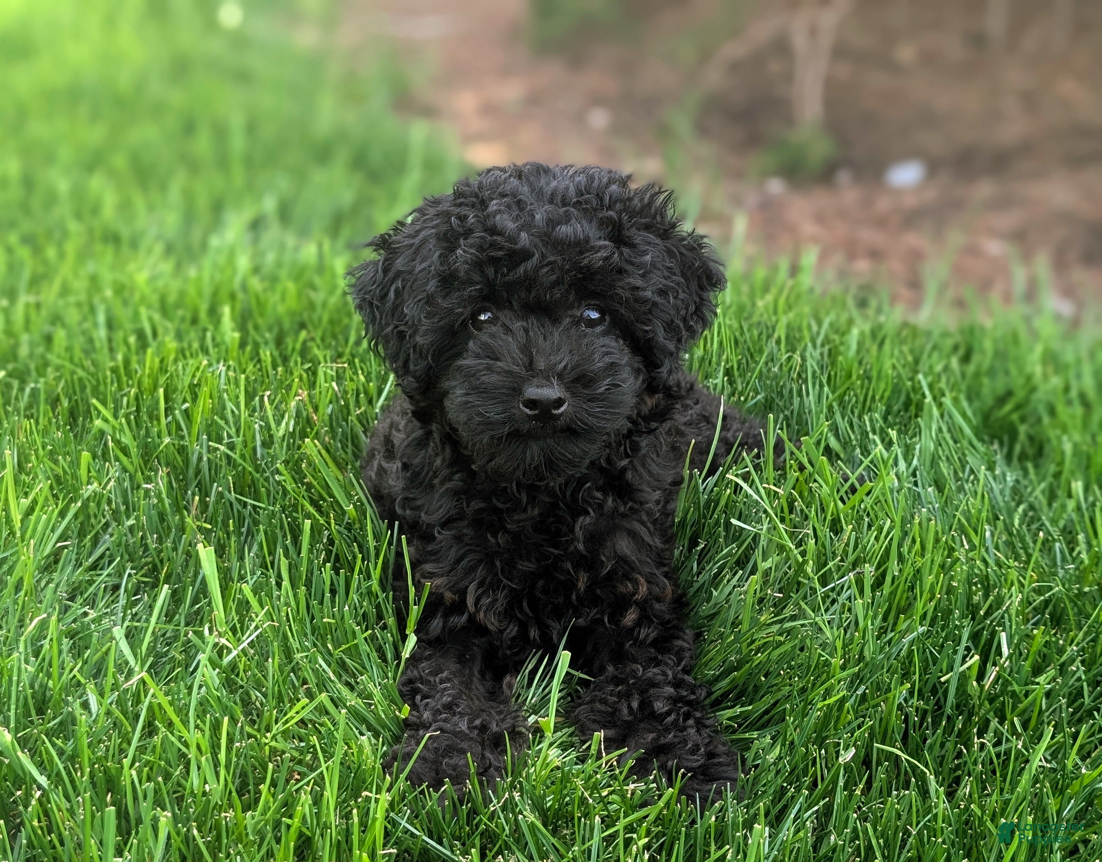 Cockapoo dogs Juliet Hypoallergenic - Ad 1