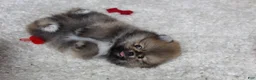 Pomeranian dogs for sale: Teacup Poseidon - Ad 2
