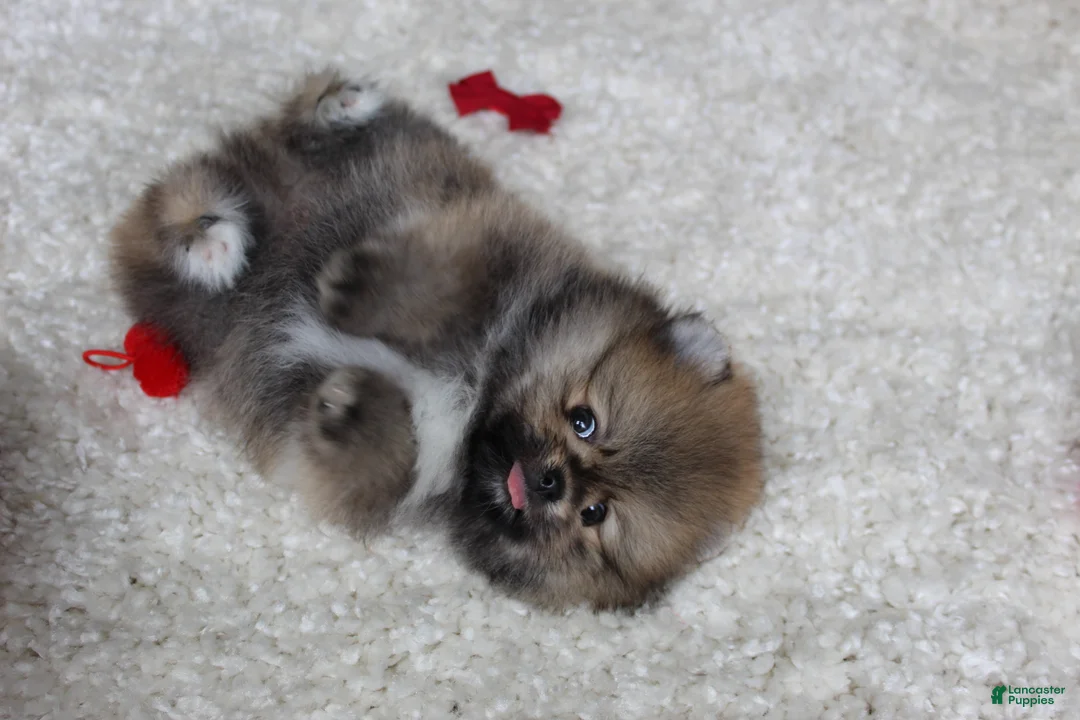Pomeranian dogs for sale: Teacup Poseidon - Ad 2