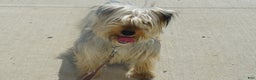 Yorkshire Terrier dogs for sale: Daisy - Ad 6