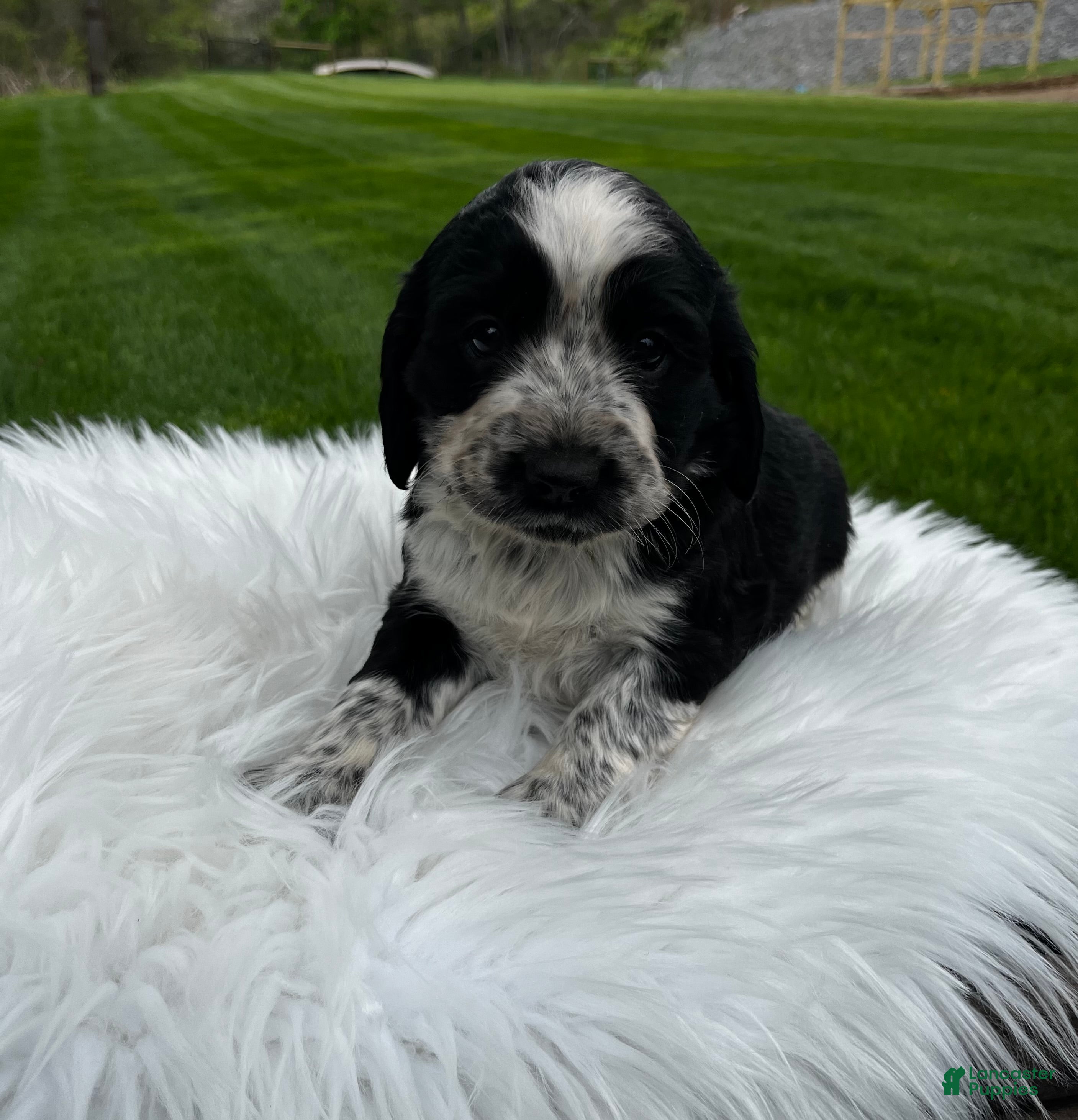 English Springer Spaniel dogs Pansy - Ad 2