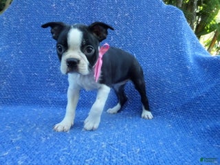 Boston Terrier dogs Zena - Ad 1