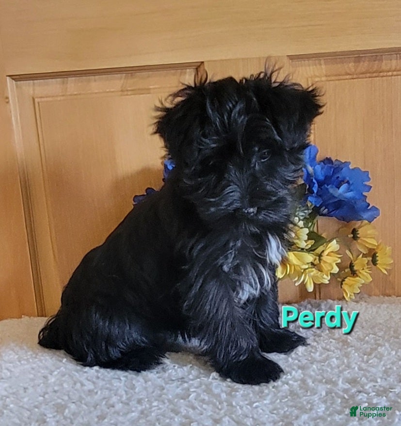 Morkie dogs Perdy - Ad 2
