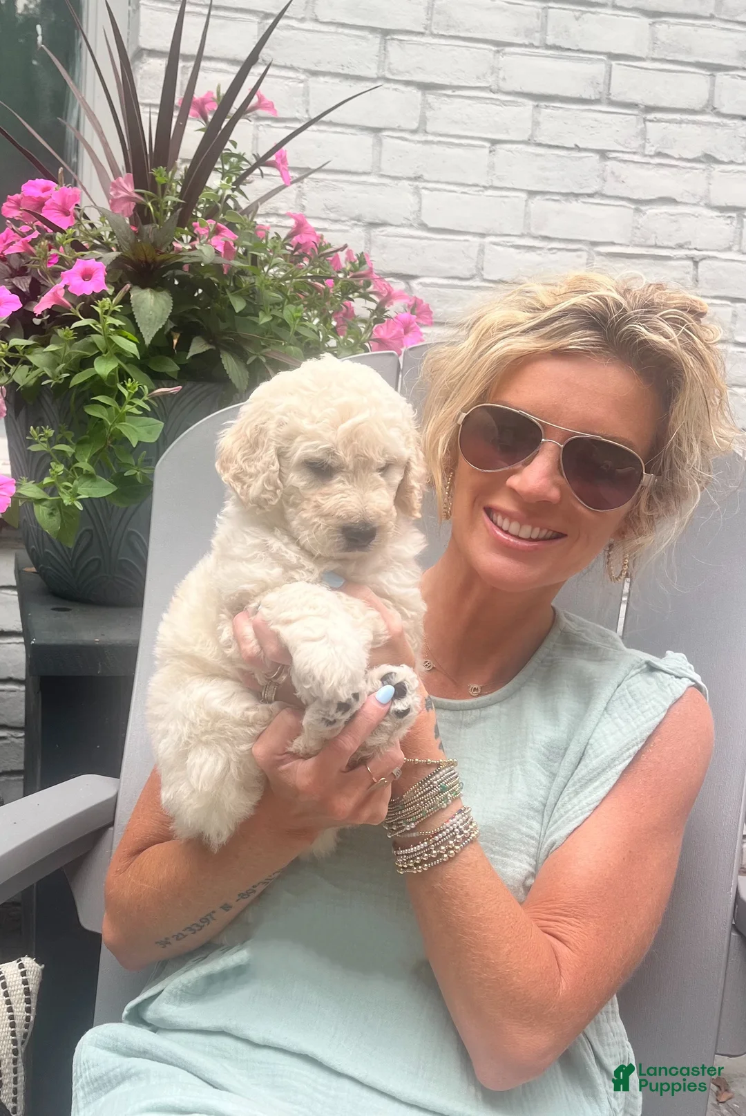 Goldendoodle dogs for sale: Goldendoodle Blossom- Pink - Ad 1