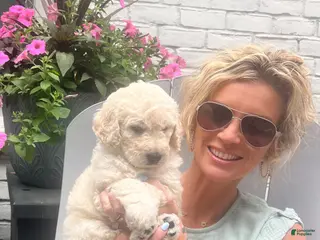 Goldendoodle dogs for sale: Goldendoodle Blossom- Pink - Ad 3