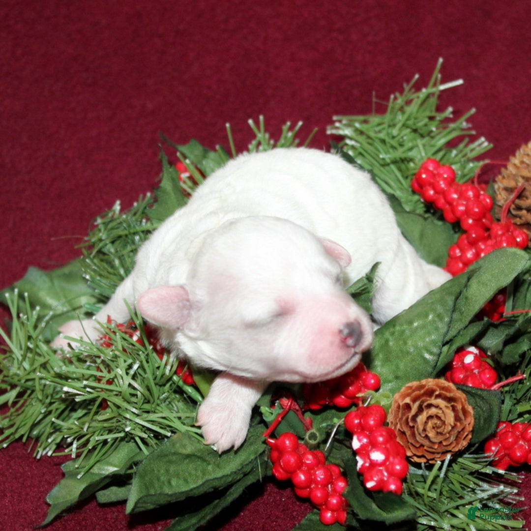 Bichon Frise dogs for sale: Violet - Ad 4