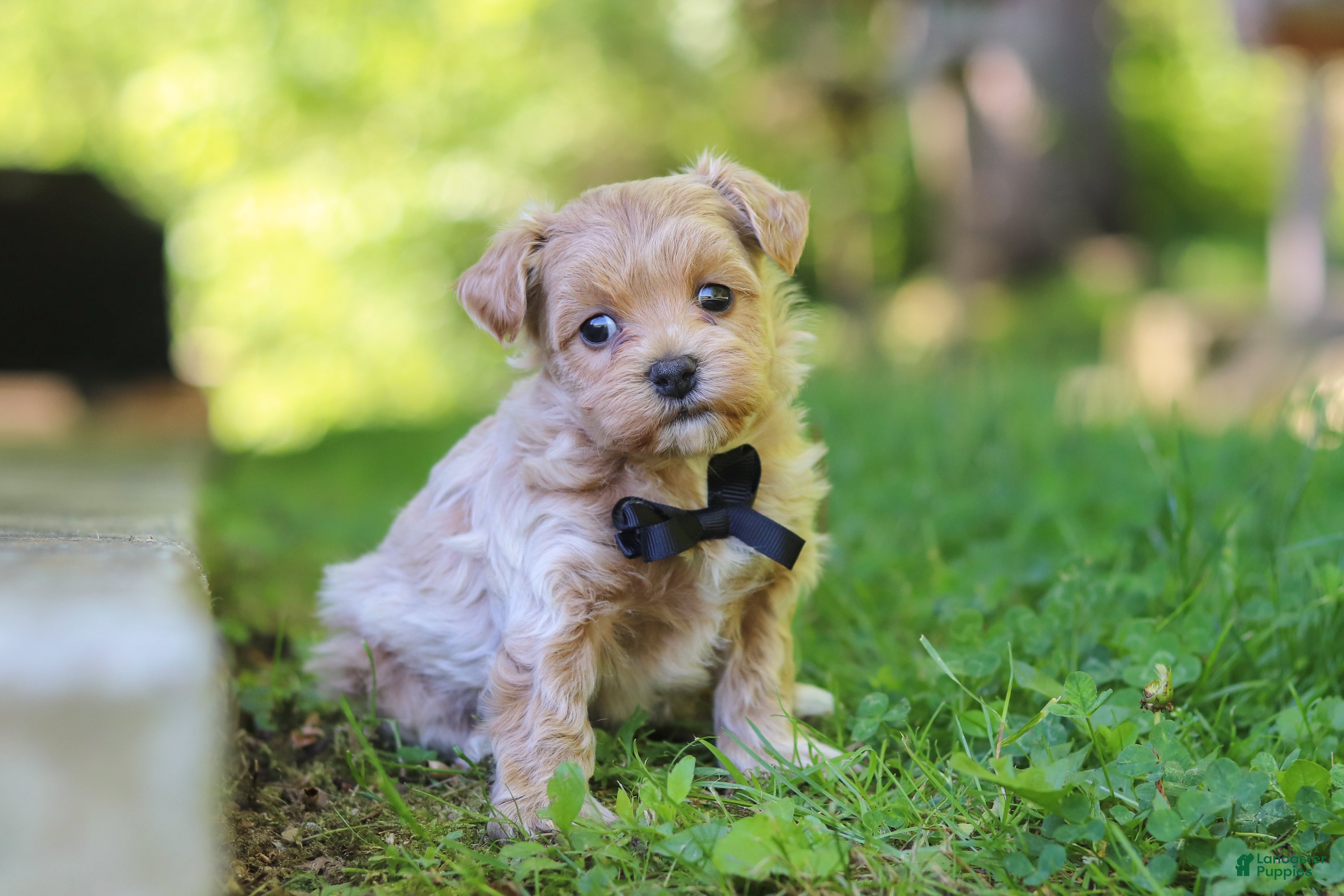 Maltipoo dogs for sale: Rocky - Ad 3
