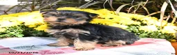 Yorkshire Terrier dogs for sale: Trixie - Ad 5