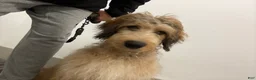 Double Doodle dogs for sale: Enzo- Doodle mix Puppy - Ad 6
