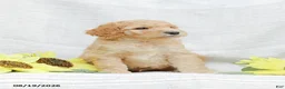 Goldendoodle dogs for sale: Justin - Ad 11