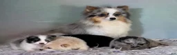 Pomeranian dogs for sale: Tilly - Ad 10
