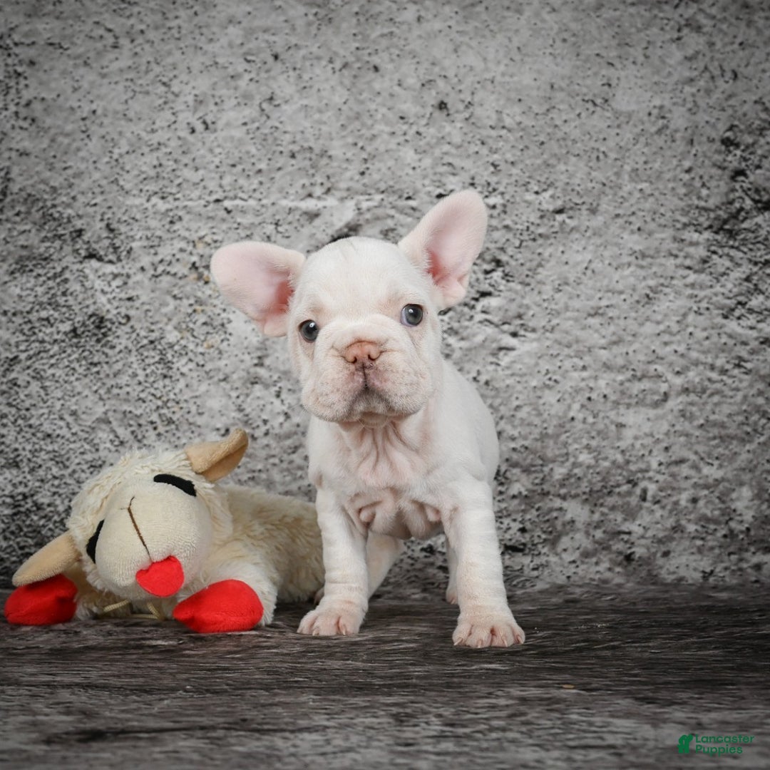 French Bulldog dogs for sale: Latte - Ad 4