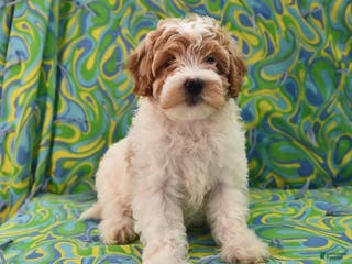 Goldendoodle dogs Maggie - Ad 17