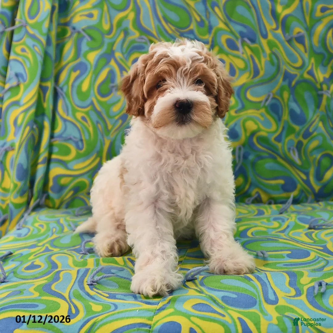 Goldendoodle dogs for sale: Maggie - Ad 1