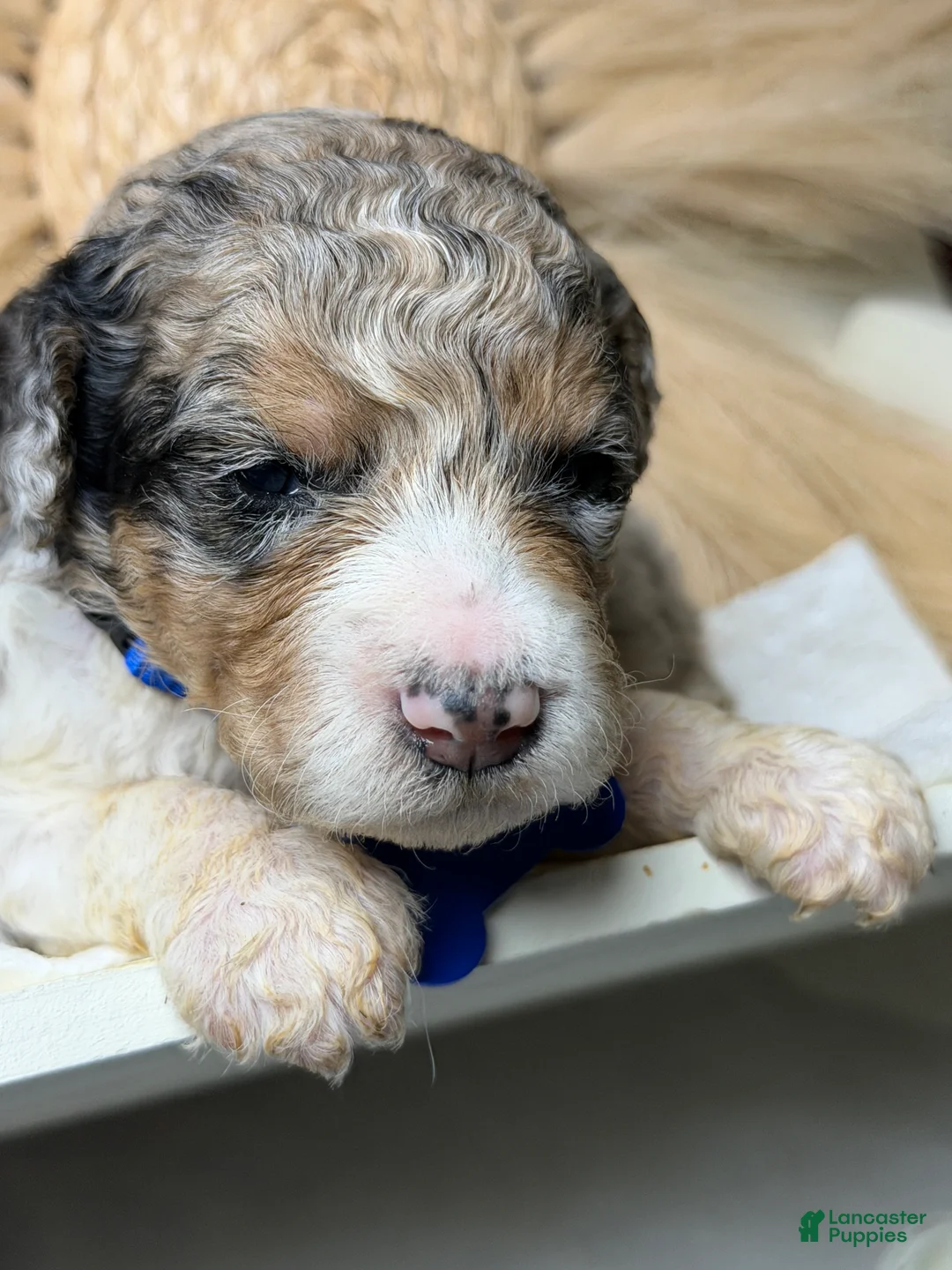 Mixed Breed dogs for sale: Armani - Ad 2