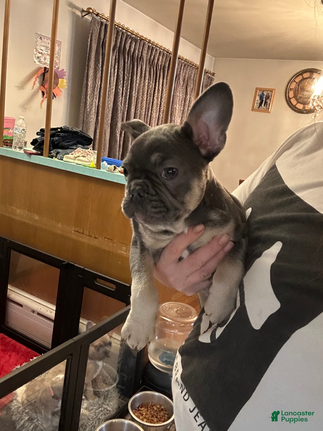 French Bulldog dogs for sale: Boss - Ad 1