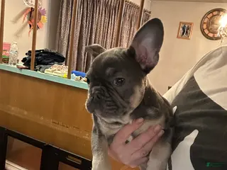 French Bulldog dogs Boss - Ad 2