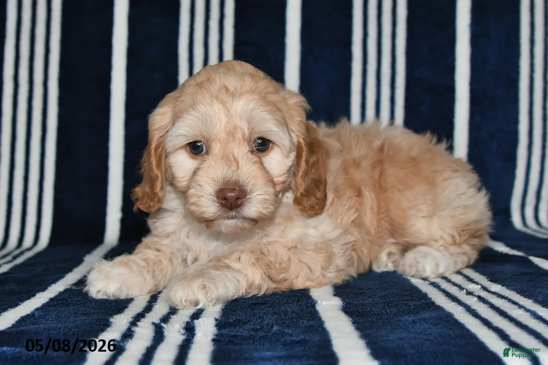 Cockapoo dogs for sale: Honey - Ad 2