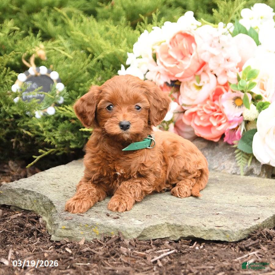 Mini Goldendoodle dogs Summer - Ad 2