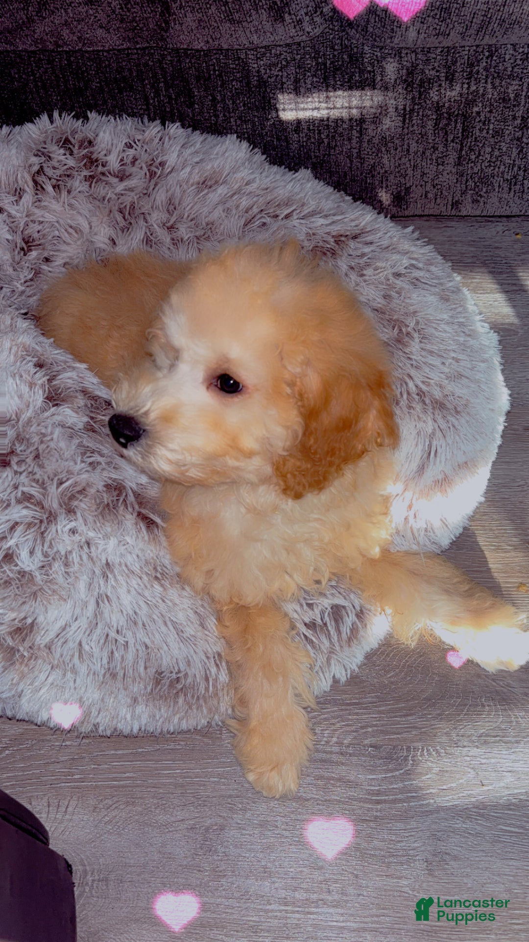 Mixed Breed dogs for sale: Bruno - Ad 3