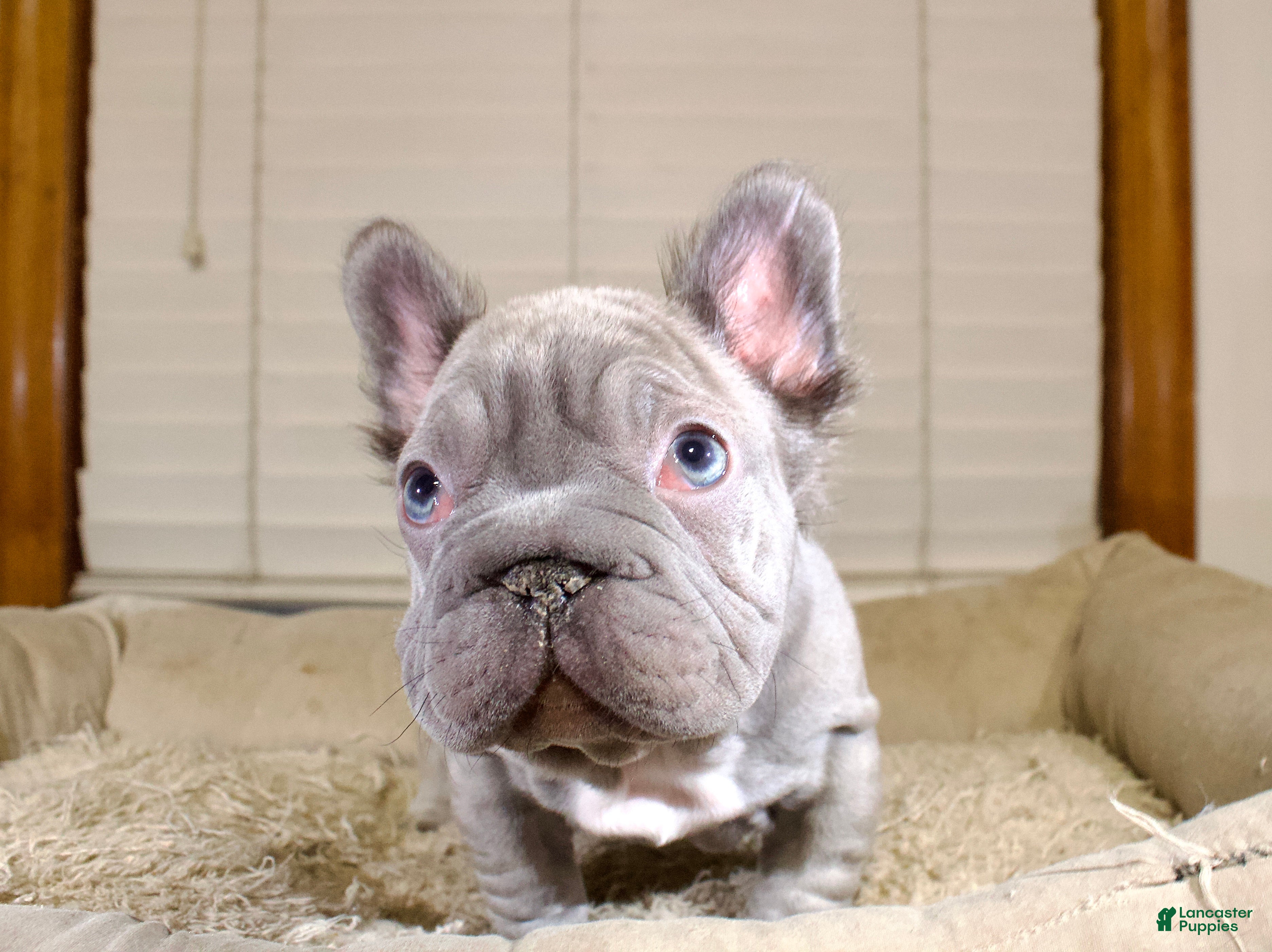 French Bulldog dogs Rhino - Ad 1