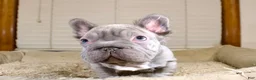 French Bulldog dogs for sale: Rhino - Ad 1