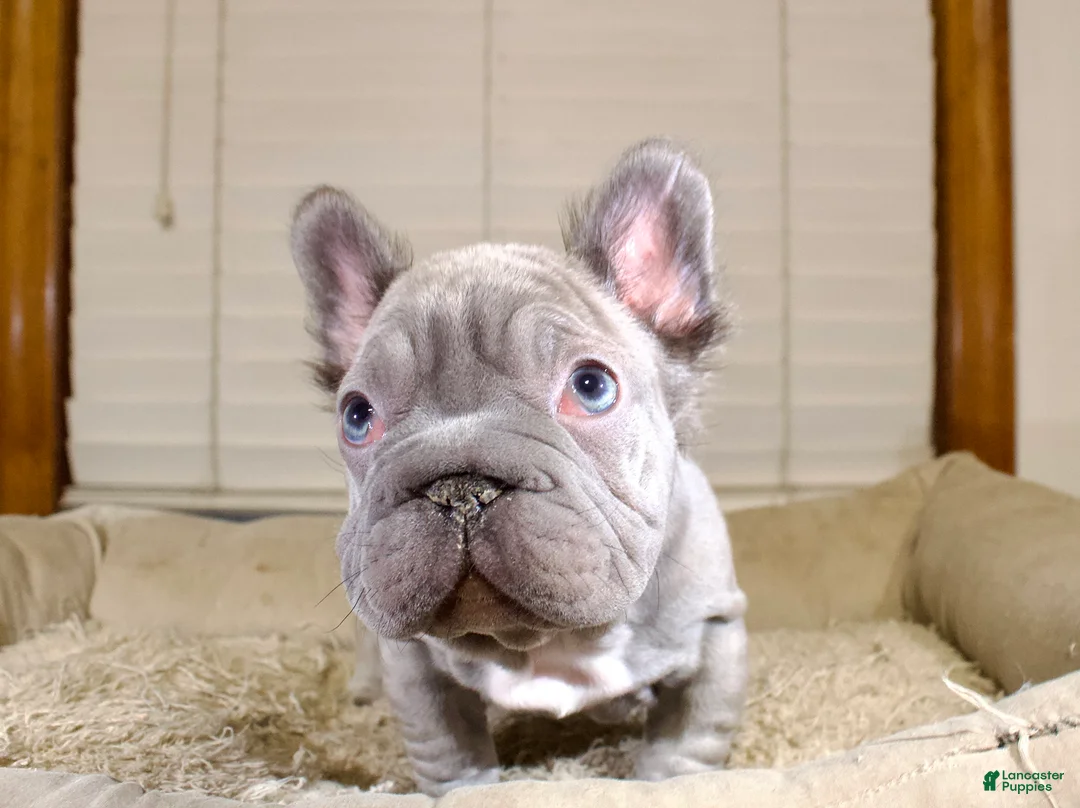French Bulldog dogs for sale: Rhino - Ad 1