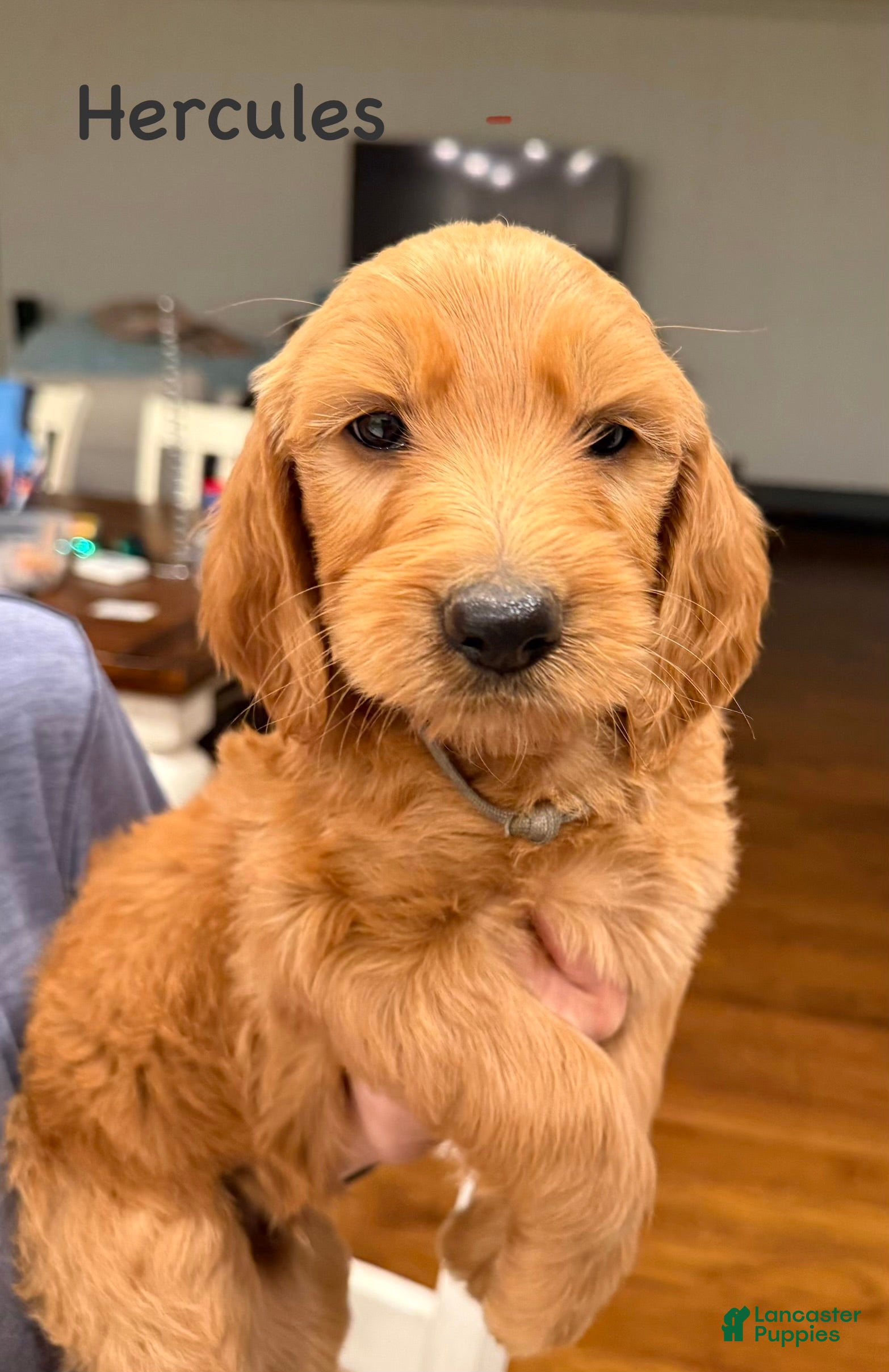 Goldendoodle dogs Goldendoodle Puppy 3 - Ad 28
