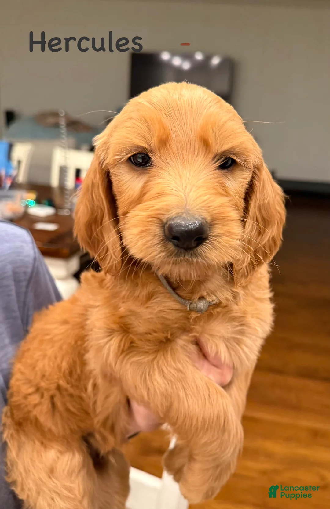 Goldendoodle dogs for sale: Goldendoodle Puppy 3 - Ad 1