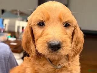 Goldendoodle dogs Goldendoodle Puppy 3 - Ad 28