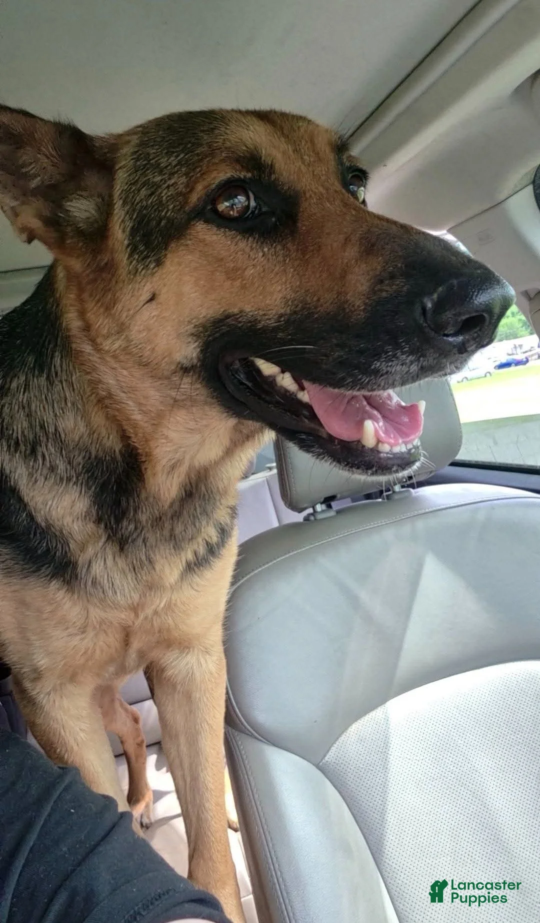 Mixed Breed dogs for sale: Mixed Breed 3 - Ad 2