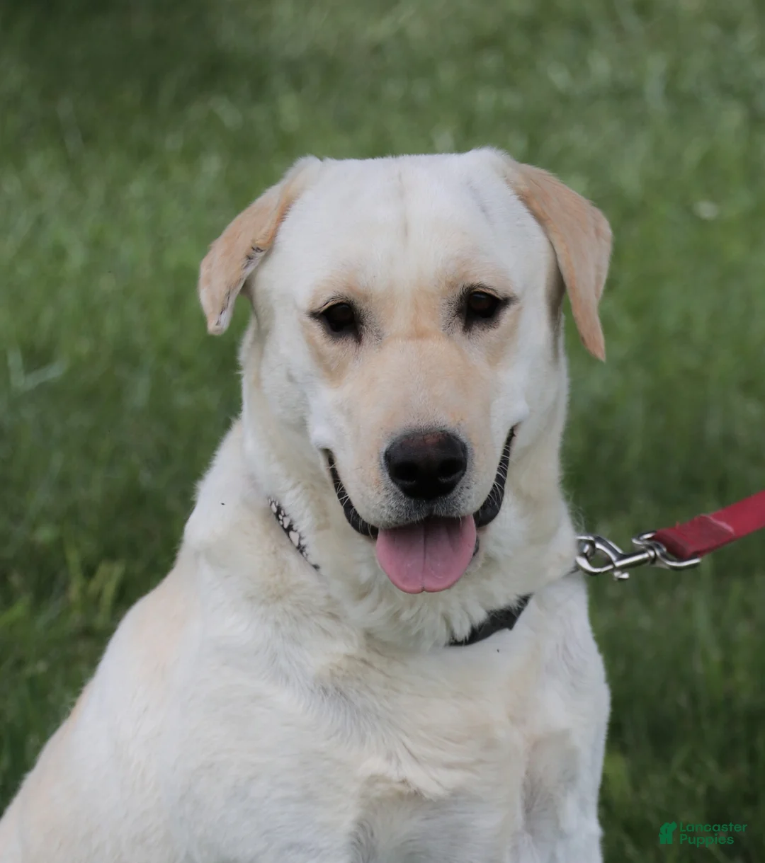 Labrador Retriever dogs for sale: Leah - Ad 14