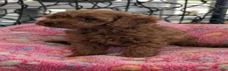 Toy Poodle dogs for sale: Violet  - Ad 7