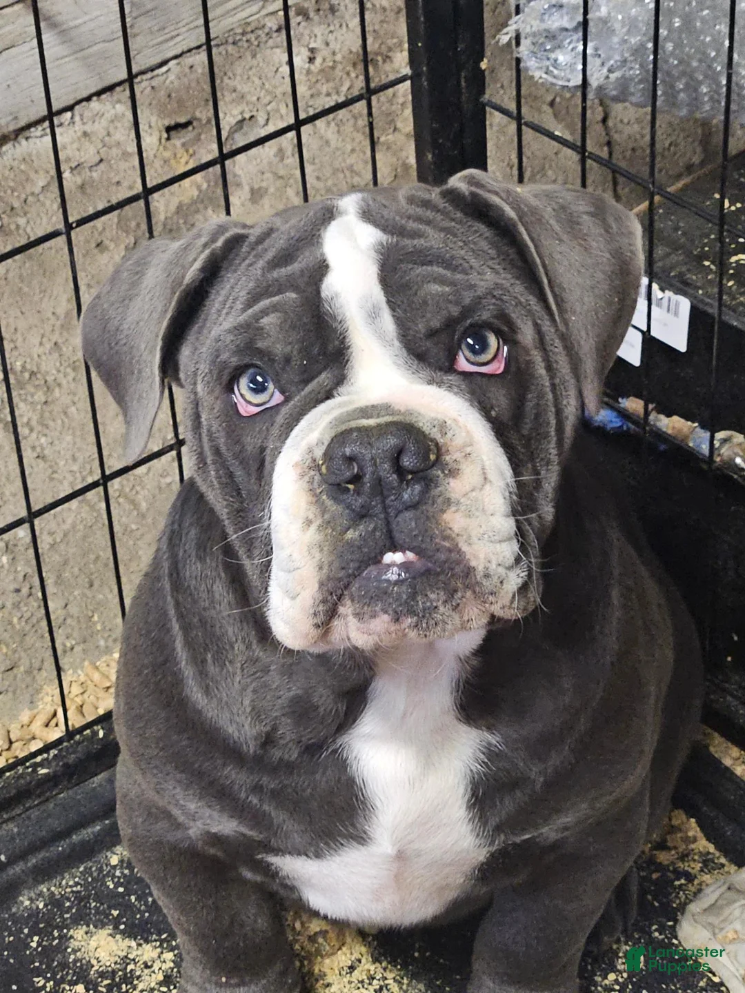 Olde English Bulldogge dogs for sale: Ophelia  - Ad 2
