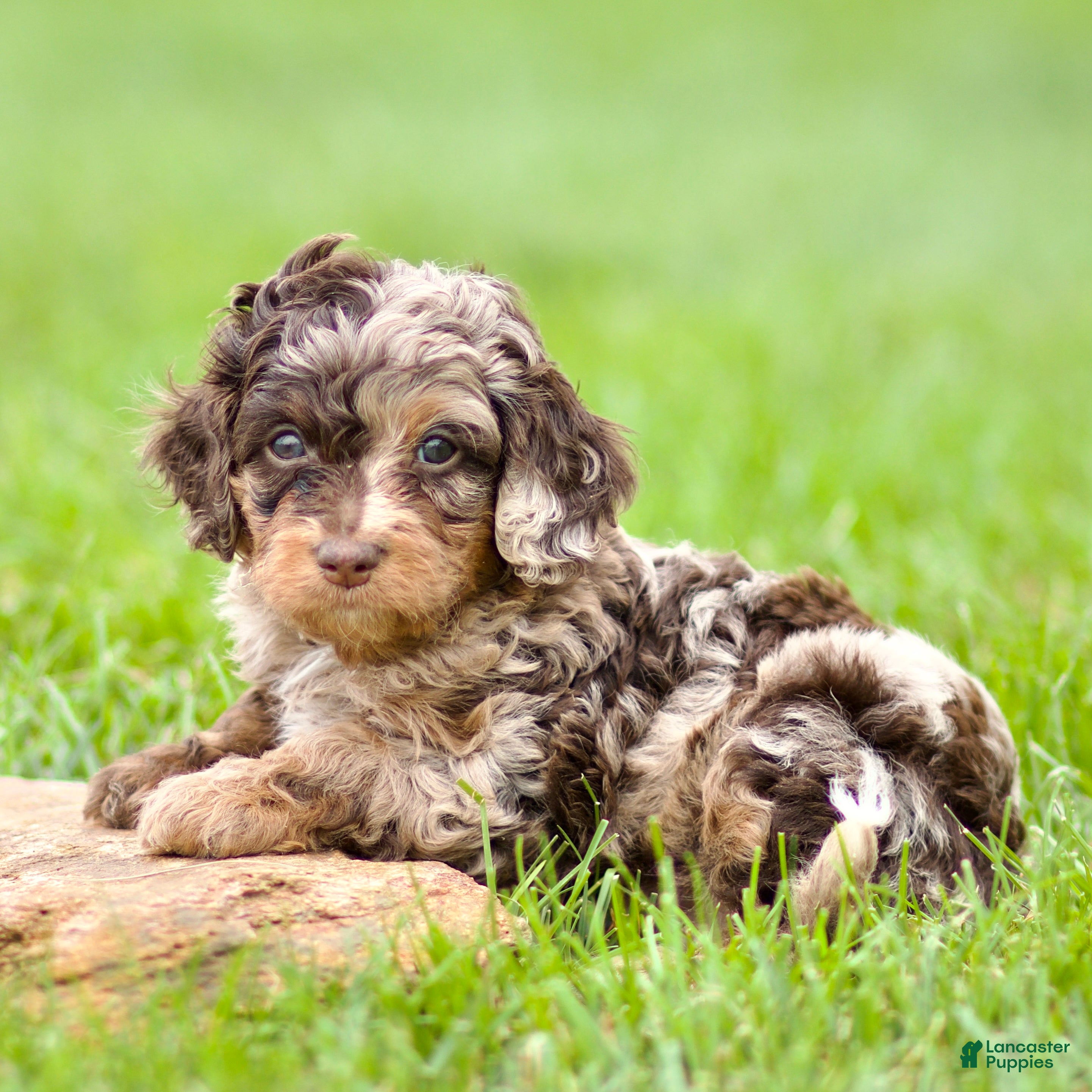 Cavapoo dogs Waylon - Ad 1
