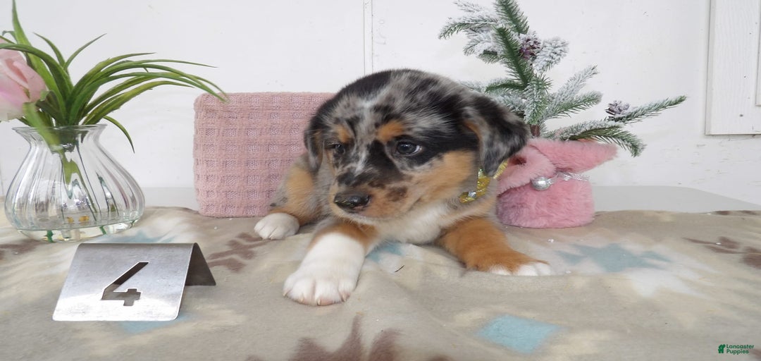 Gallery Image {{count}}