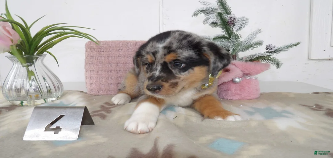 Gallery Image {{count}}