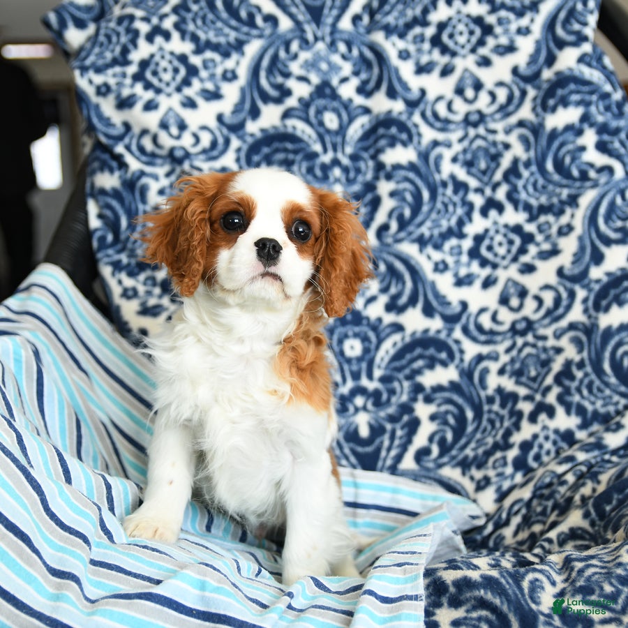 Cavalier King Charles Spaniel dogs Jet - Ad 2