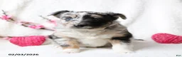 Miniature Australian Shepherd dogs for sale: Oakley - Ad 3