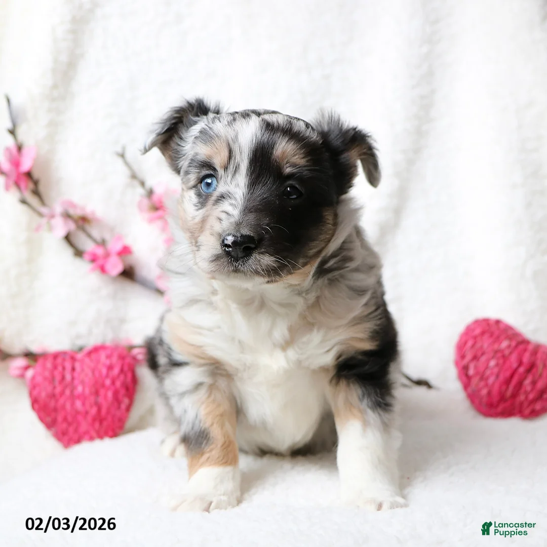Miniature Australian Shepherd dogs for sale: Oakley - Ad 3
