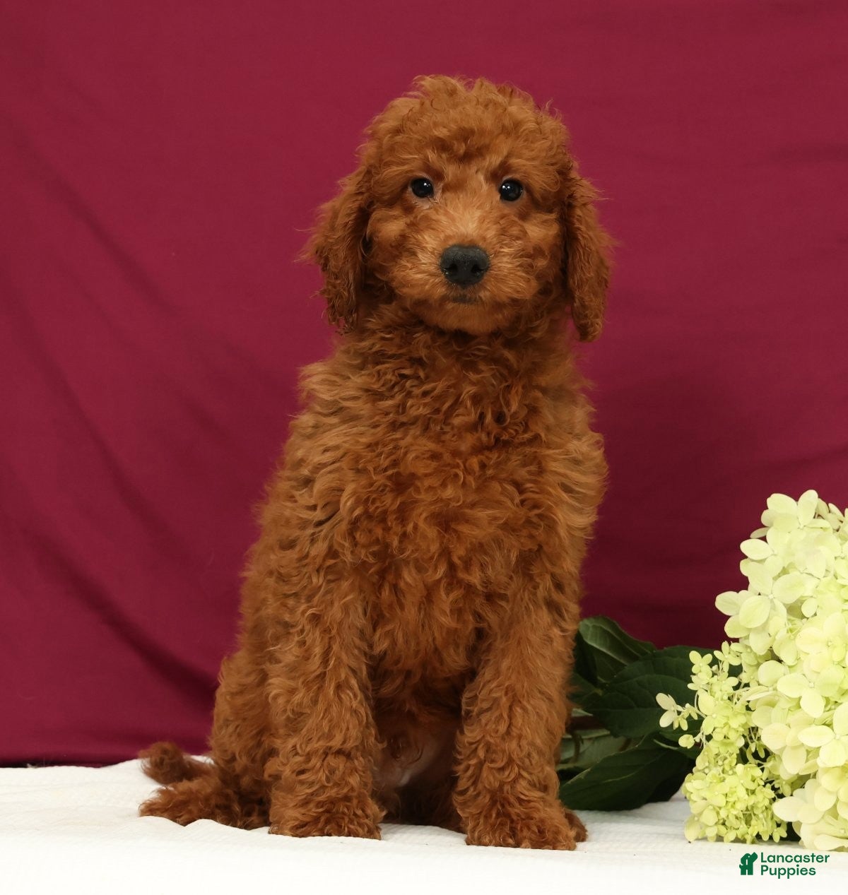Mini Goldendoodle dogs Ollie - Ad 2