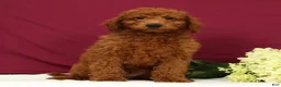 Mini Goldendoodle dogs for sale: Ollie - Ad 2