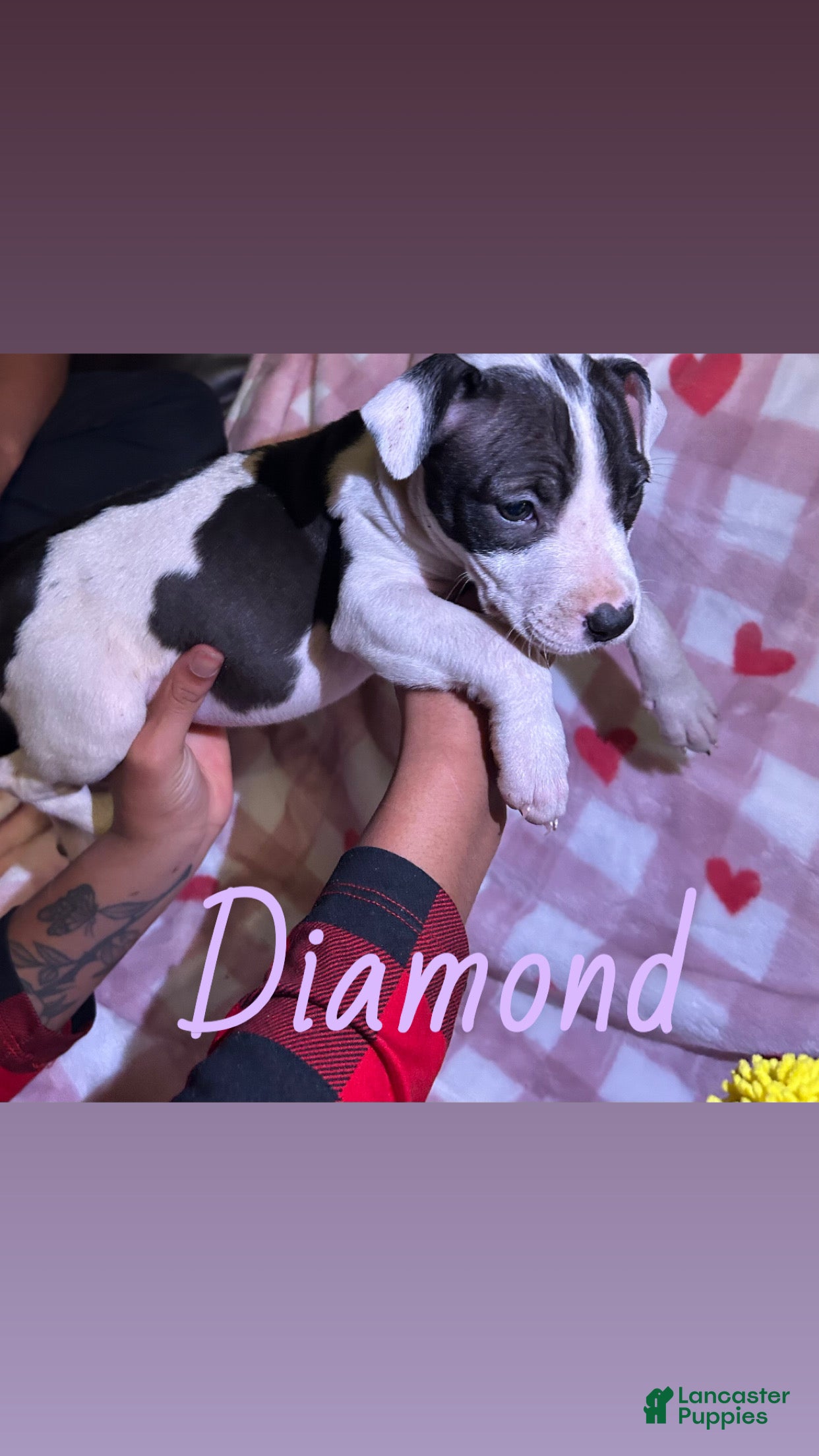 American Pit Bull Terrier dogs Diamond  - Ad 1