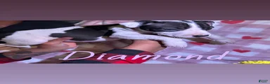 Diamond 