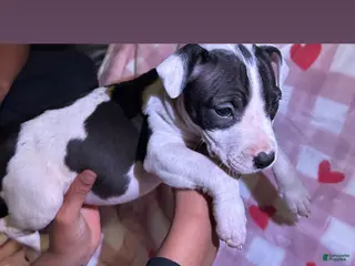 American Pit Bull Terrier dogs for sale: Diamond - Ad 1