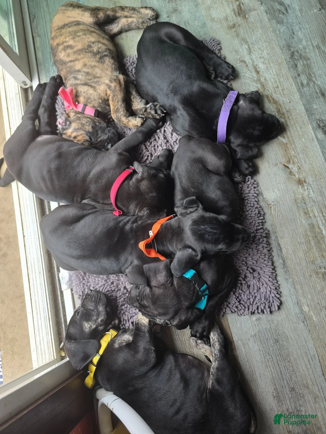 Mixed Breed dogs for sale: Red - Ad 15