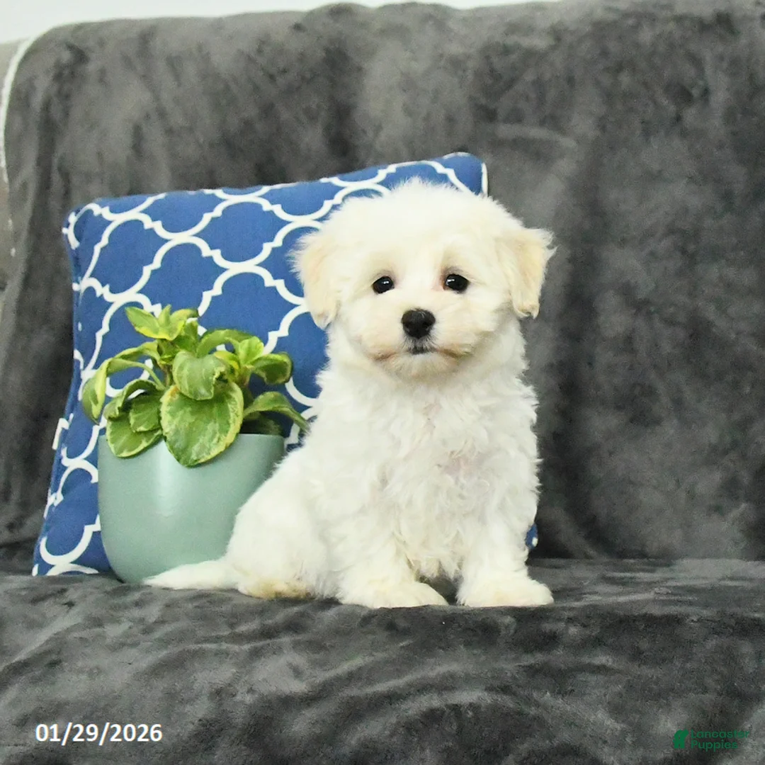 Mixed Breed dogs for sale: Duke - Ad 3