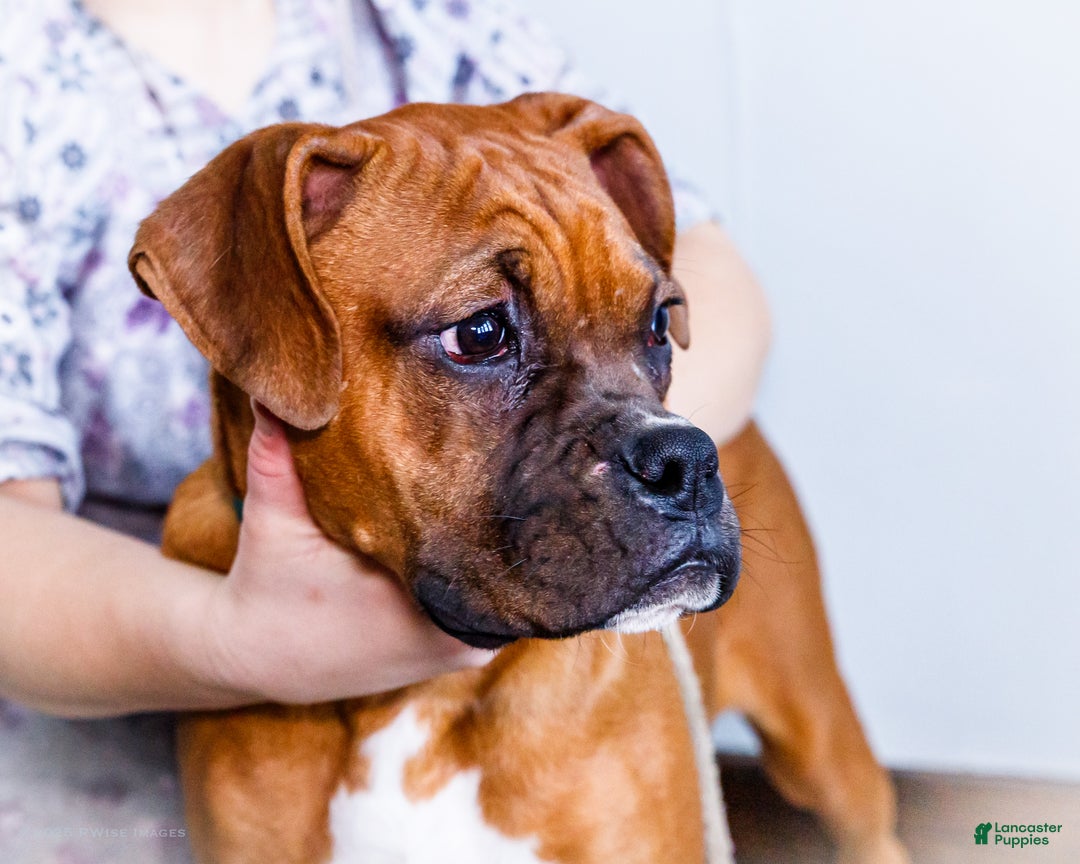 Boxer dogs for sale: Sandy - Ad 4